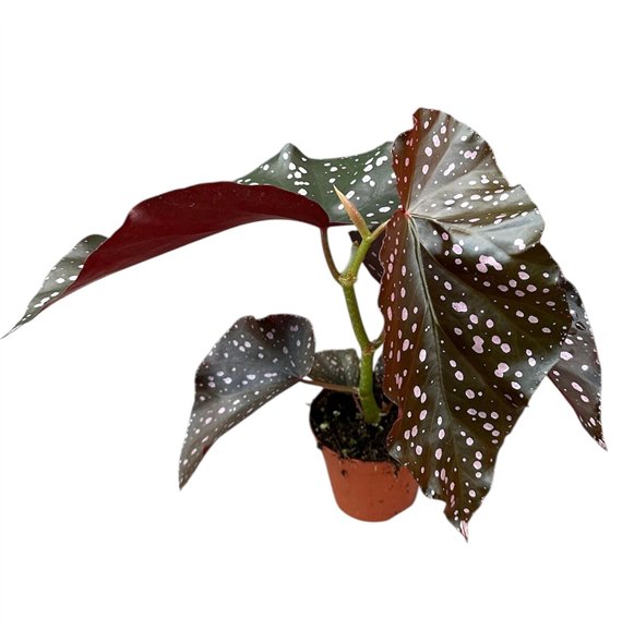 Begonija Palmata D Don 1 pp 12cm 8cm Q711