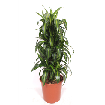 Dracena fragrans 'Hawaiian Sunshine' F00010756