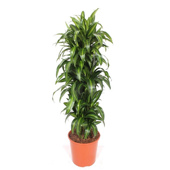 Dracena fragrans 'Hawaiian Sunshine' F00010757