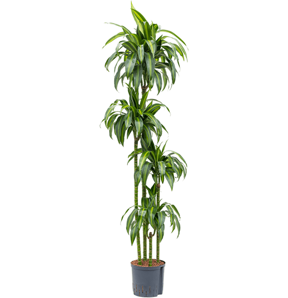 Dracena fragrans 'Hawaiian Sunshine' 1DRHS4S10