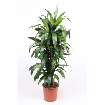 Dracena fragrans 'Janet Craig' F00010758