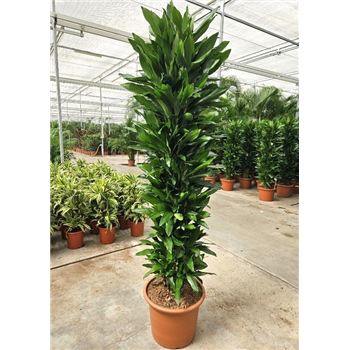 Dracena fragrans 'Janet Lind' F00010761