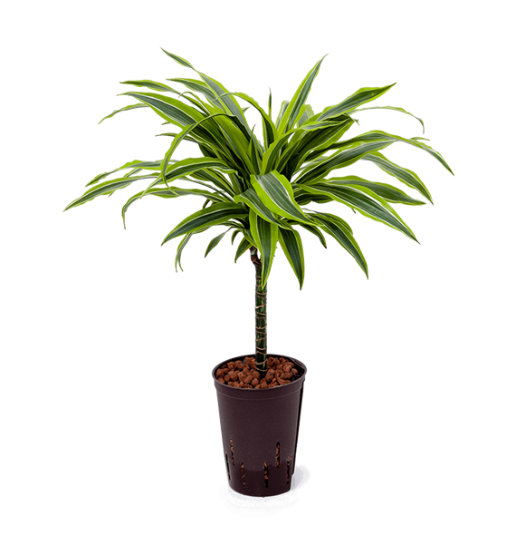 Dracena fragrans 'Lemon Lime' 1DRLL1S20