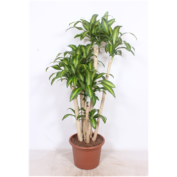 Dracena fragrans 'Massangeana' F00010765