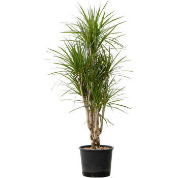 Dracena marginata 1DRMRVT51