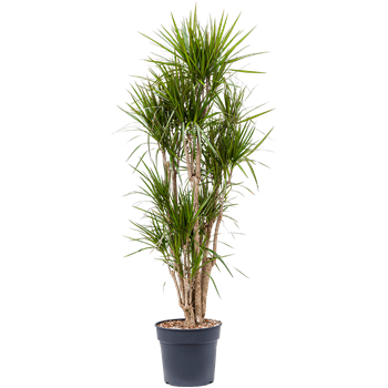 Dracena marginata 4DRMRVT49