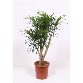 Dracena reflexa 'Anita' F00010749