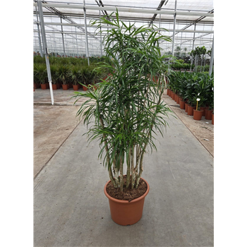 Dracena reflexa 'Anita' F00011020