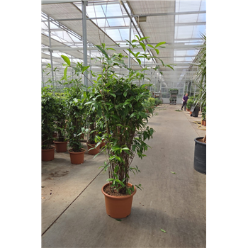 Dracena surculosa F00010769