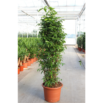 Dracena surculosa F00010770