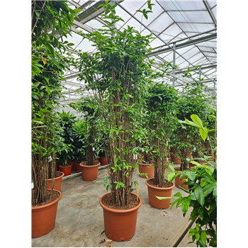 Dracena surculosa F00010772