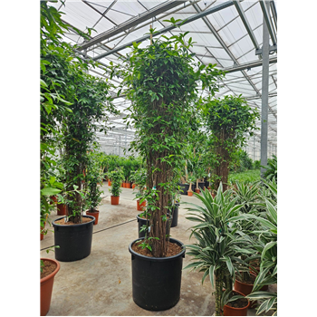 Dracena surculosa F00010773