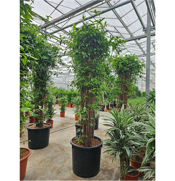 Dracena surculosa F00010773
