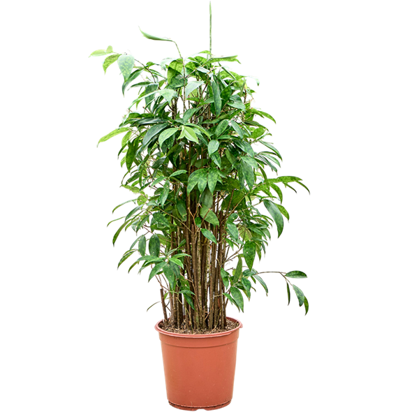 Dracena surculosa (90-120) 4DRSUBU04