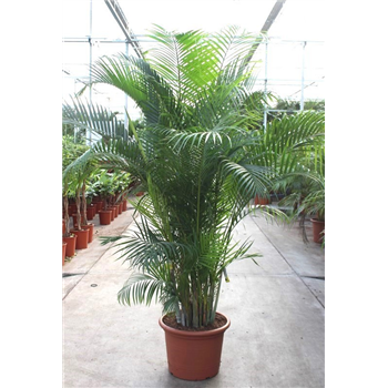 Palma Dypsis lutescens F00010774