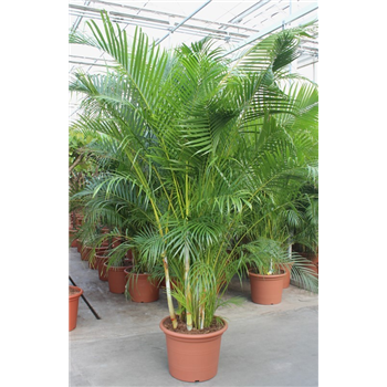 Palma Dypsis lutescens F00010777