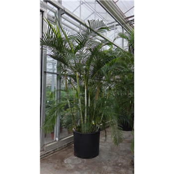 Palma Dypsis lutescens F00010780
