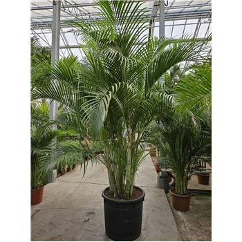 Palma Dypsis lutescens F00010778