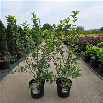 Euonymus europaeus 'Red Cascade' F00010980