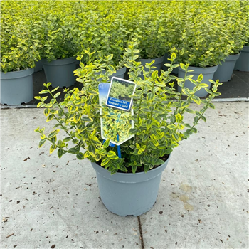 Euonymus fortunei 'Emerald 'n' Gold' F00011018