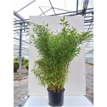 Fargesia murielae 'Jumbo' F00010993