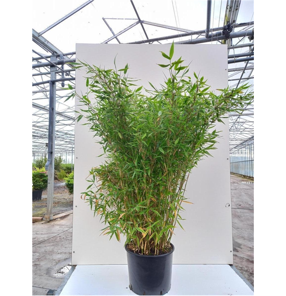 Fargesia murielae 'Jumbo' F00010993