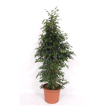 Fikus benjamina 'Danielle' F00010797