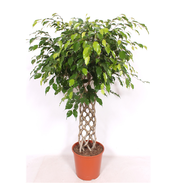 Fikus benjamina 'Exotica' F00010800