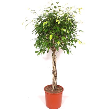 Fikus benjamina 'Exotica' F00010801