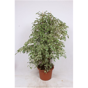 Fikus benjamina 'Twilight' F00010815