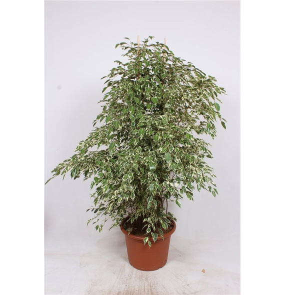 Fikus benjamina 'Twilight' F00010815