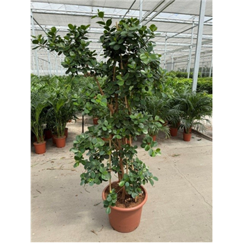 Fikus microcarpa 'Green Island' F00010808