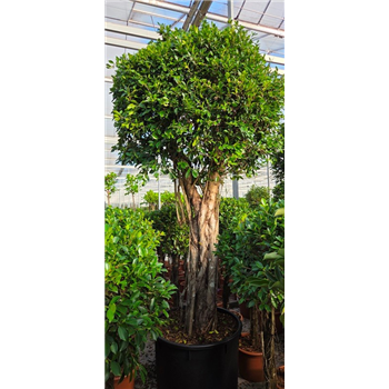 Fikus microcarpa 'Nitida' F00010814