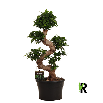 Fikus microcarpa Ginseng F00001671