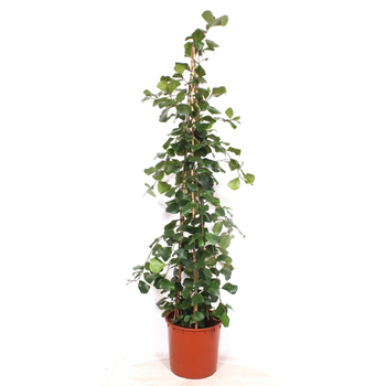 Fikus natalensis 'Trinova' F00011021
