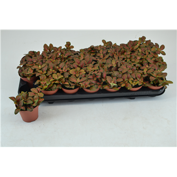 Fittonia Joly Josan F00000784
