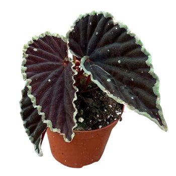 Begonija Darthvaderiana Green Spot 1 pp 12cm 8cm Q712