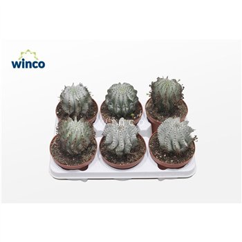 Euphorbia horrida Horrida Alba1 pp 18cm 13cm Q1086