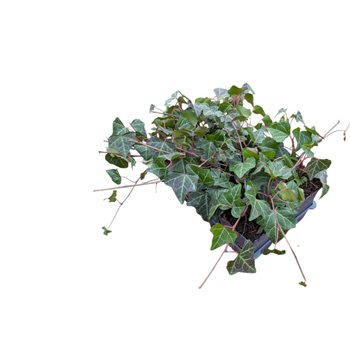 Hedera helix F00010956