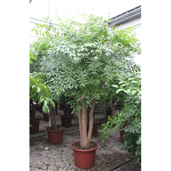 Heteropanax chinensis F00010820