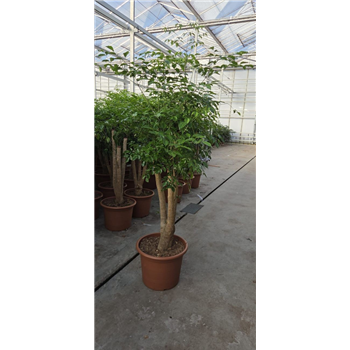 Heteropanax chinensis F00010819
