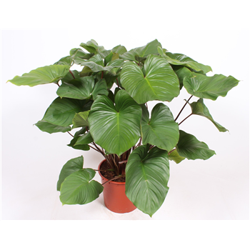 Homalomena rubescens 'Maggy' F00010822