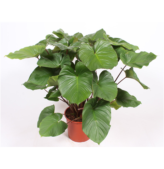 Homalomena rubescens 'Maggy' F00010822