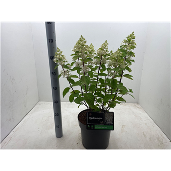Hortenzija paniculata ‘Baby Lace’ F00004960