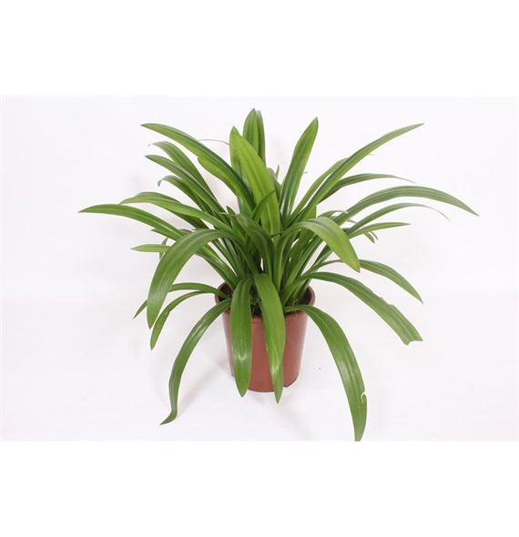 Hymenocallis x festalis F00010823