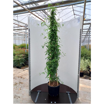 Jasminum officinale F00010982