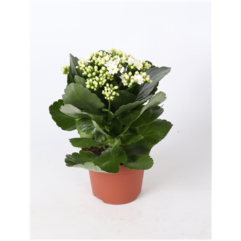 Kalanhoja 'Rosalina Don Dione' F00000282