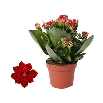 Kalanhoja 'Rosalina Don Justino' F00000283