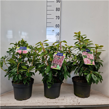 Kalmia latifolia mix F00009812