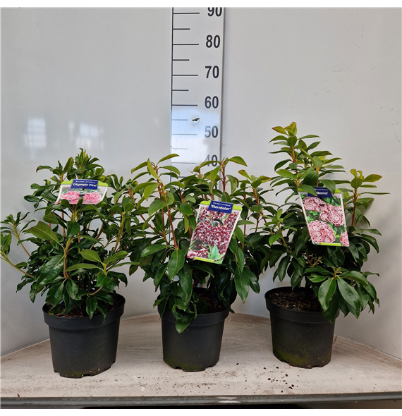 Kalmia latifolia mix F00009812